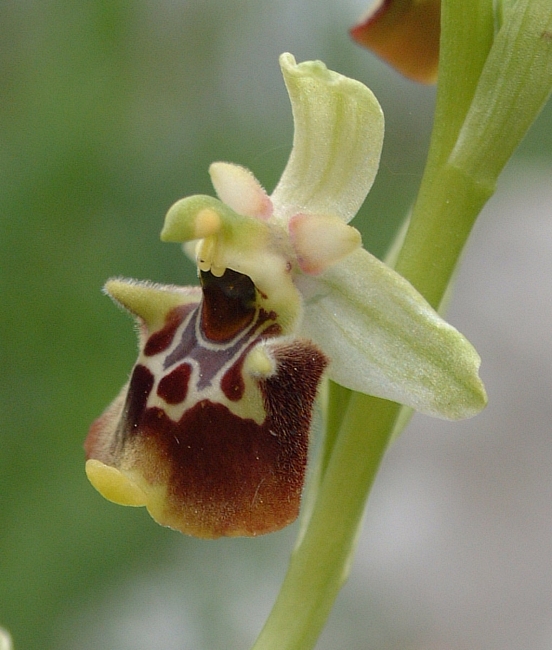 Ophrys fuciflora